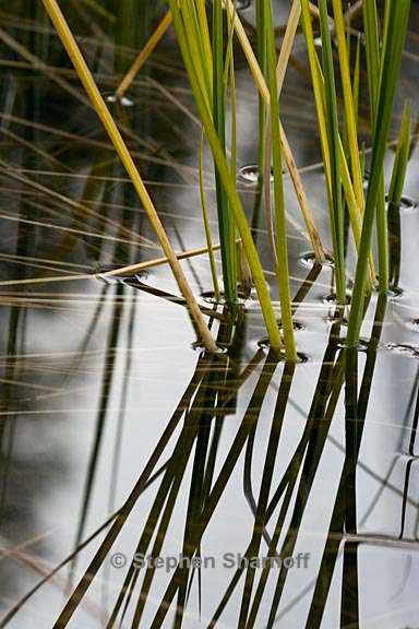 lakeshore grass 5 graphic